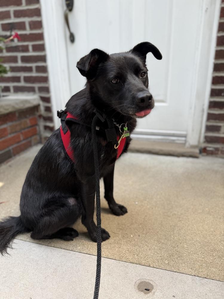 KKAMJA, a Adoptable Jindo in Long Island City, NY image 3/6