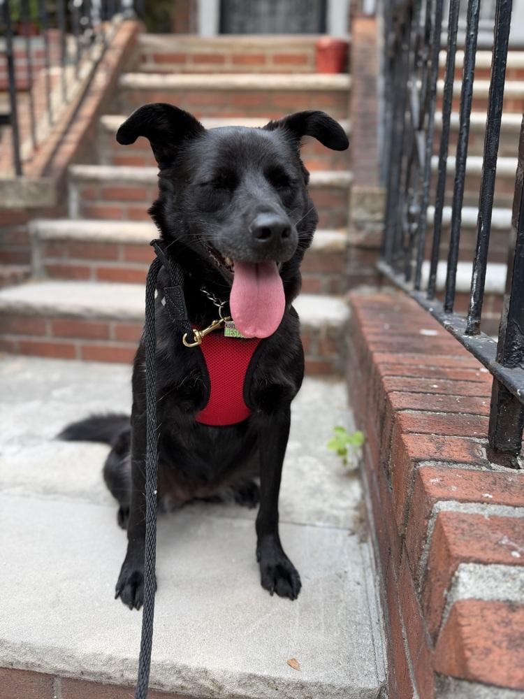 KKAMJA, a Adoptable Jindo in Long Island City, NY image 4/6