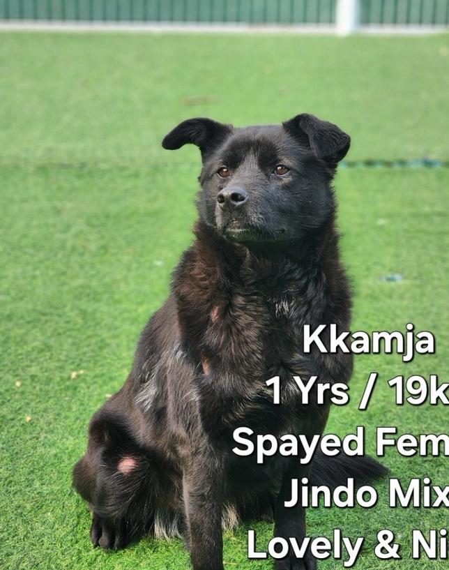 KKAMJA, Adoptable, Puppy Female Jindo.
