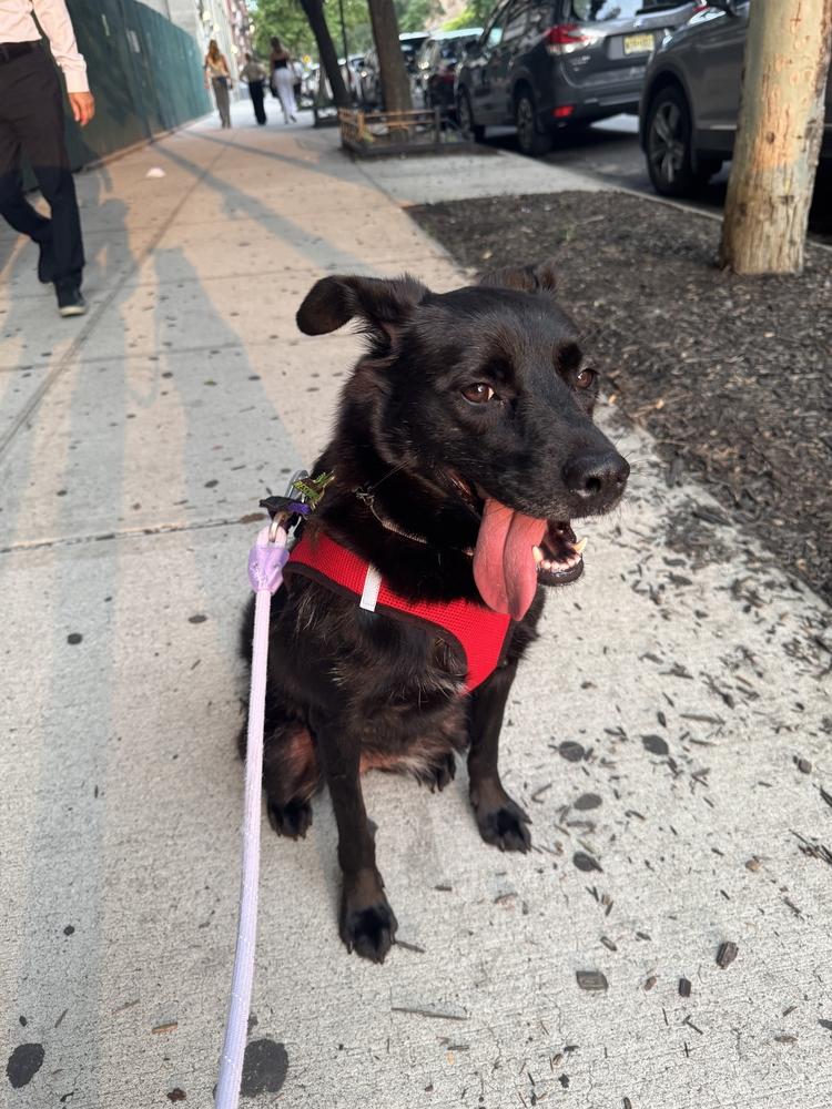KKAMJA, a Adoptable Jindo in Long Island City, NY image 5/6
