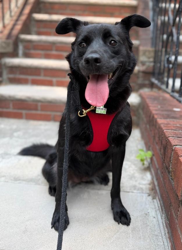 KKAMJA, a Adoptable Jindo in Long Island City, NY image 6/6