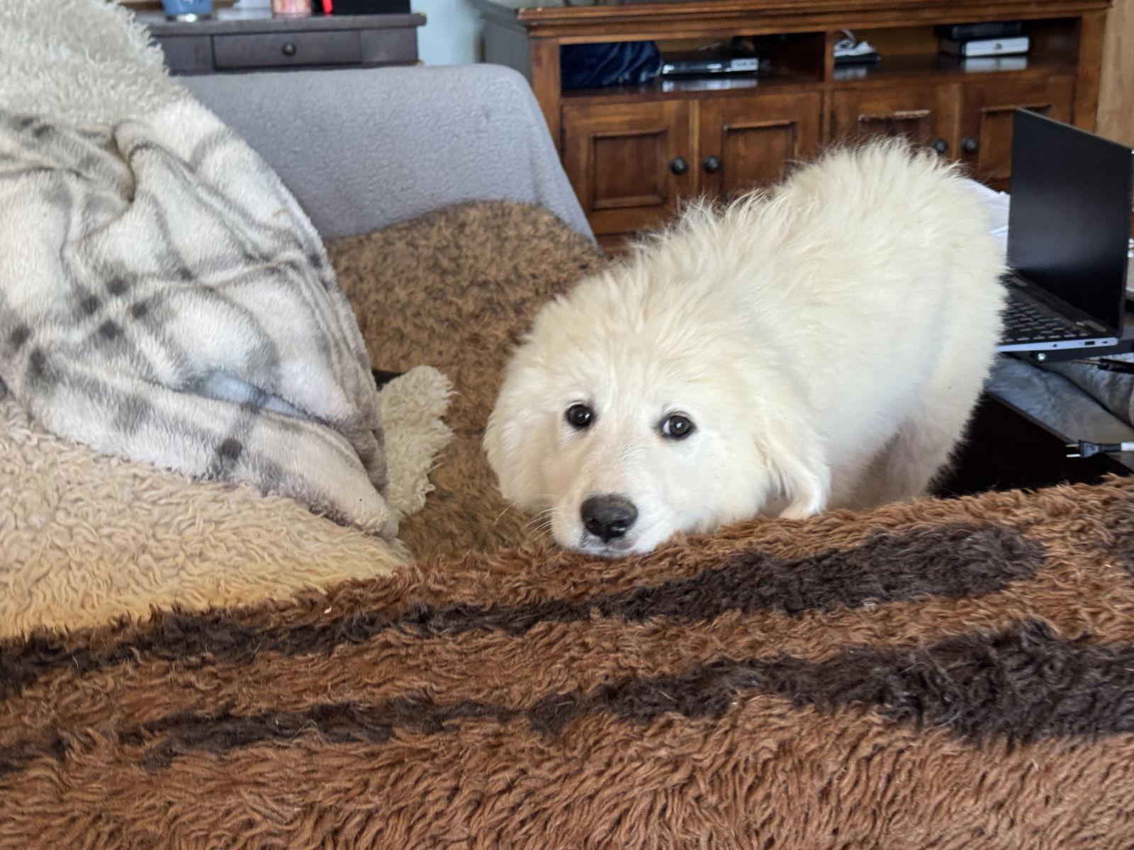 Shakira, Adopted, Puppy Female Great Pyrenees.