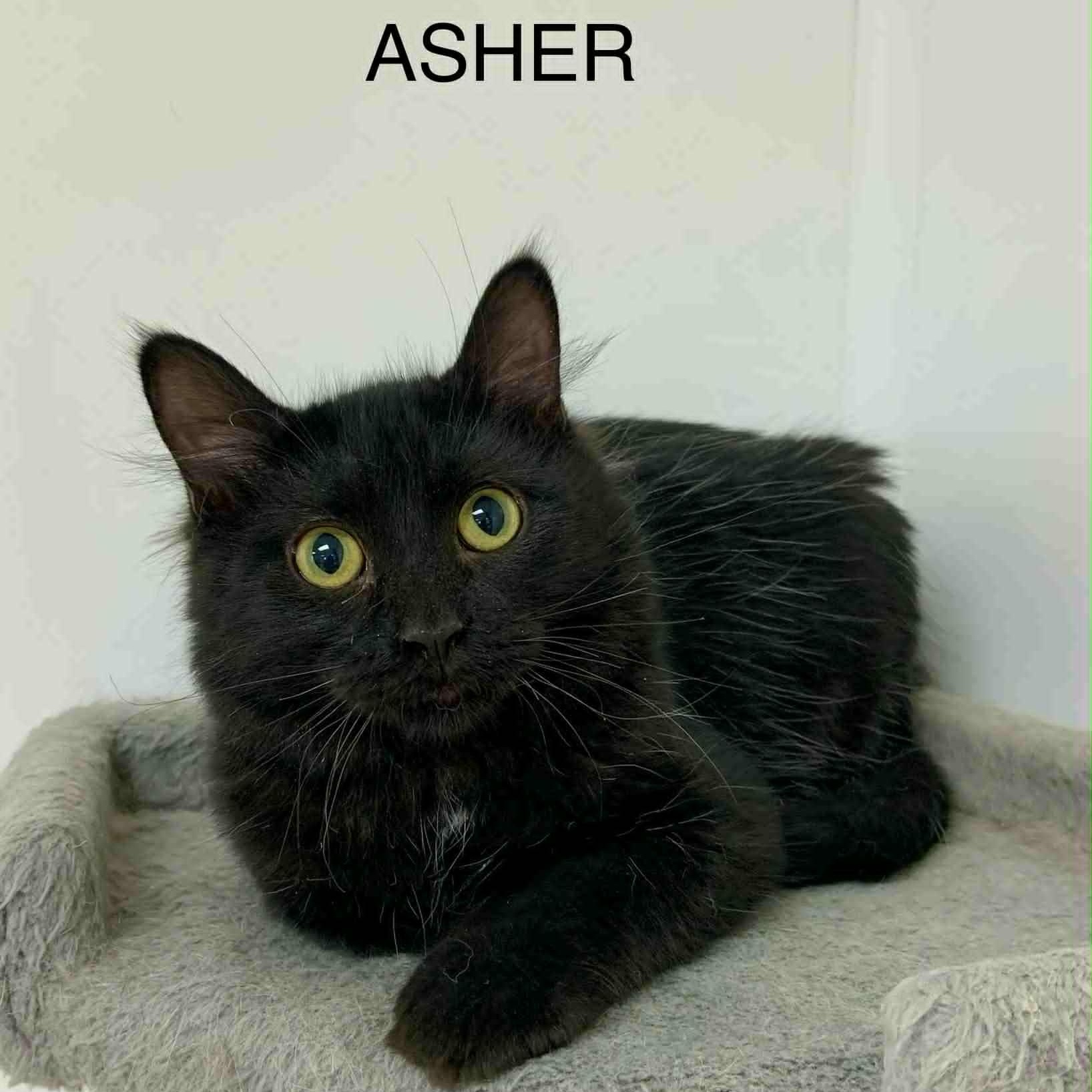 Asher, Young Male Domestic Medium Hair