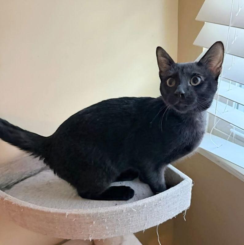 Biscotti thumbnail 3