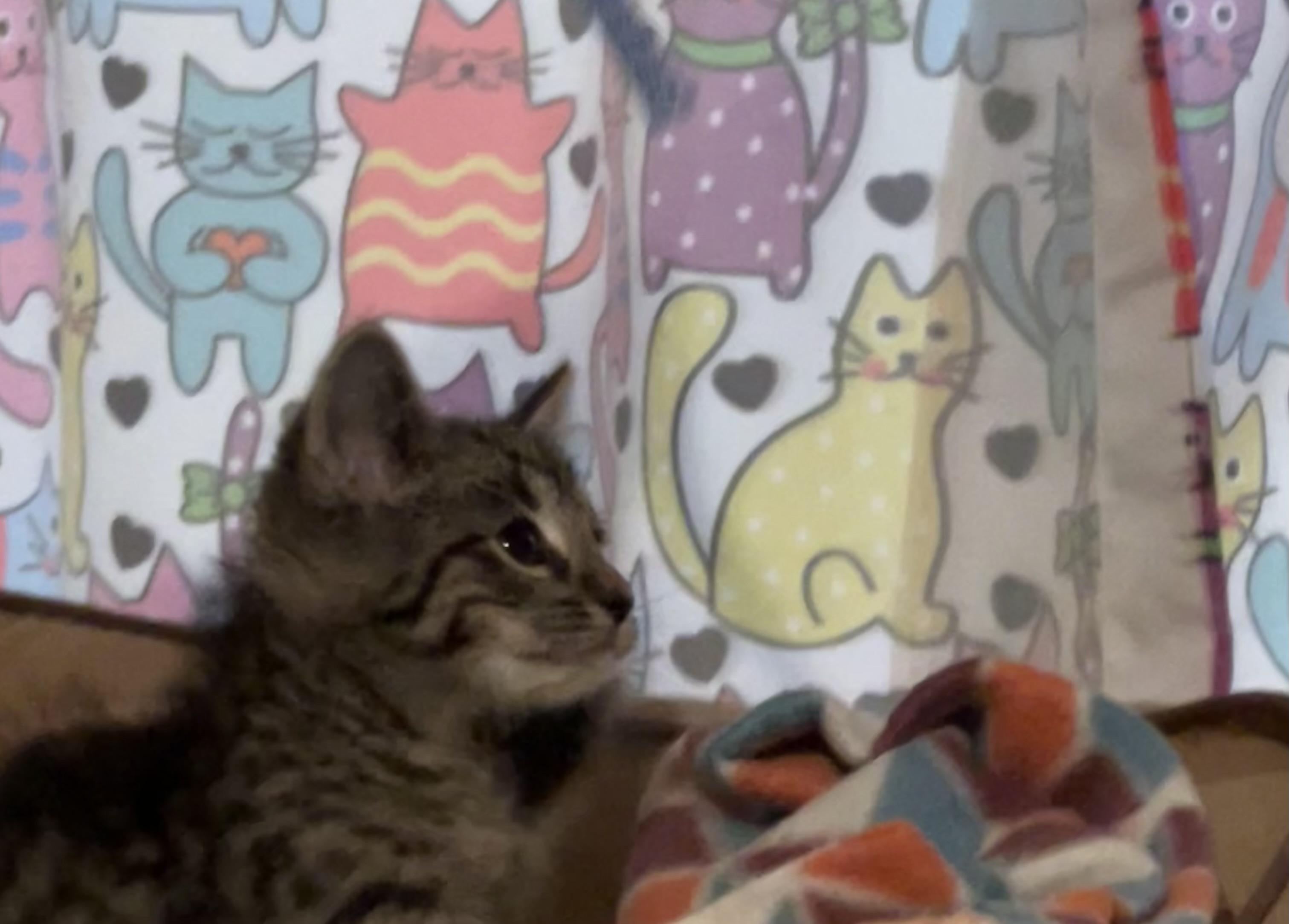 Lexis, Adoptable, Kitten Female Tabby.