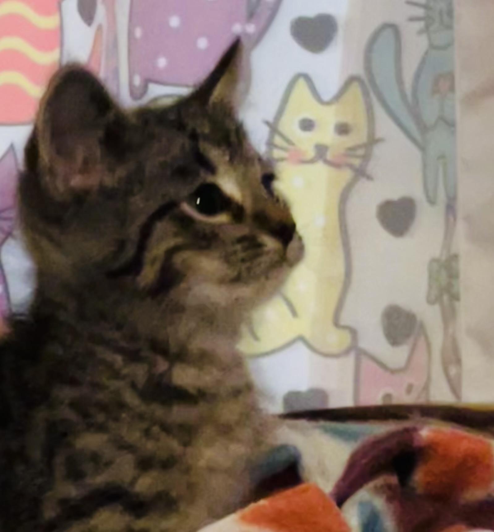 Enlarge Lexis, a Adoptable Tabby in Granite City, IL image 2/3