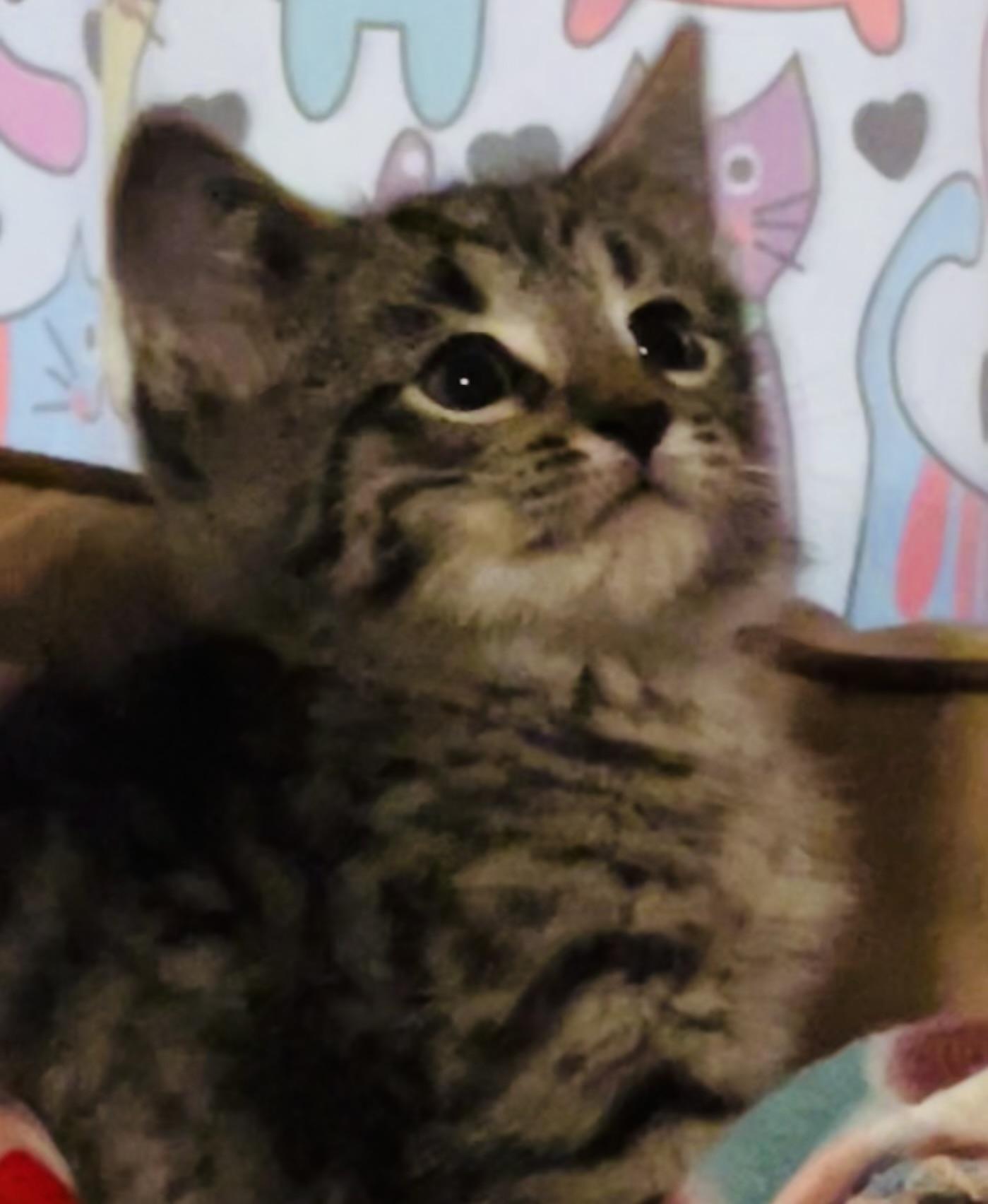 Enlarge Lexis, a Adoptable Tabby in Granite City, IL image 3/3