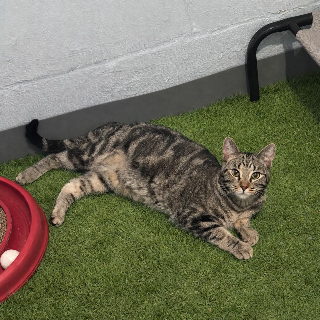 Enlarge Lexis, a Adoptable Tabby in Granite City, IL image 1/4