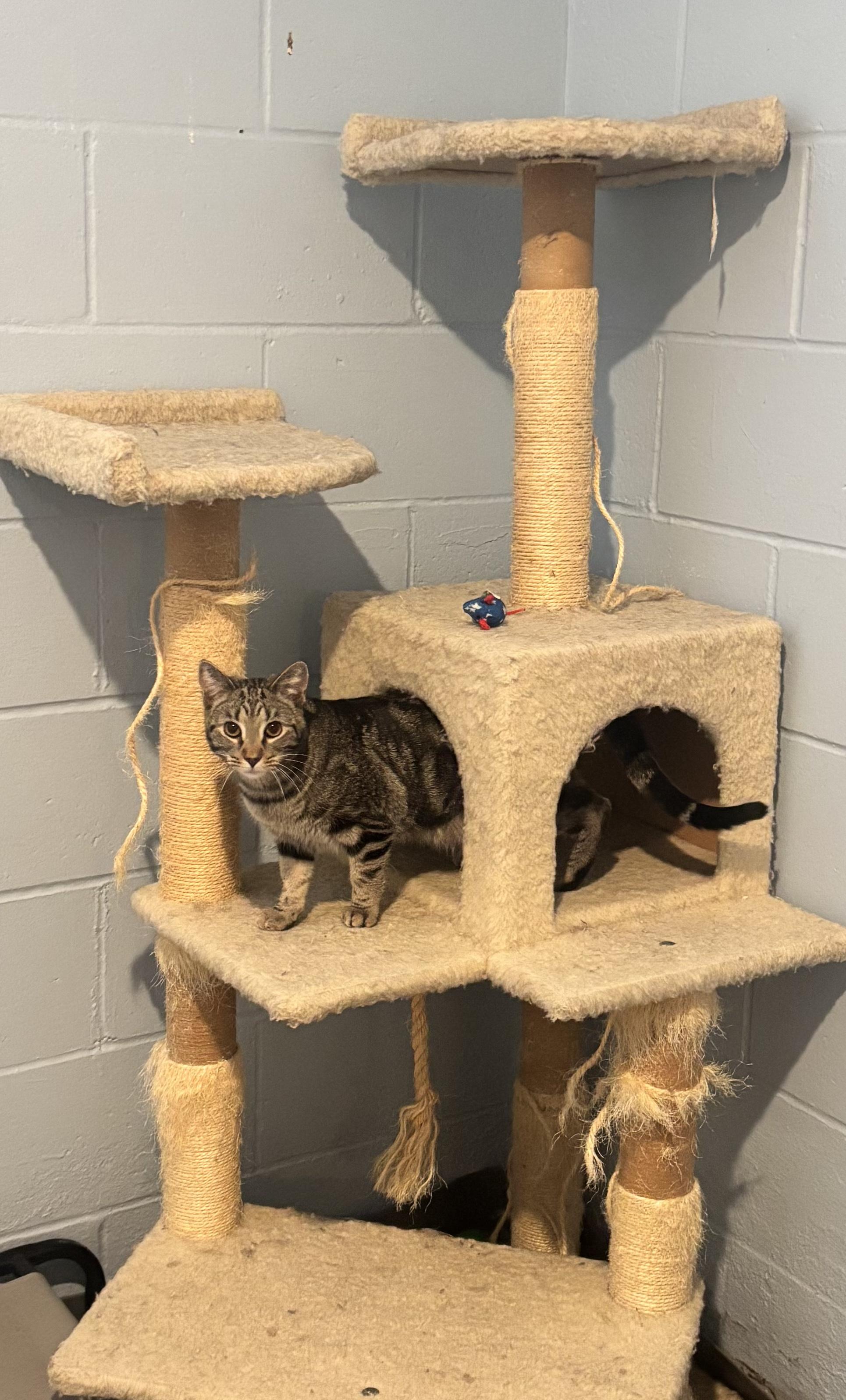 Enlarge Lexis, a Adoptable Tabby in Granite City, IL image 2/4