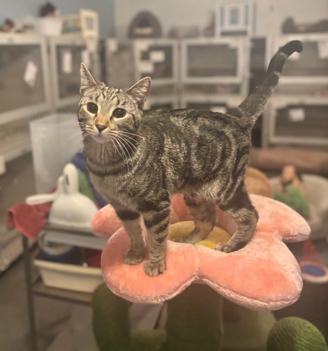 Lexis, Adoptable, Young Female Tabby.