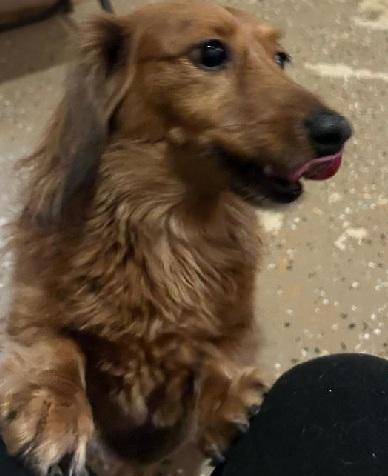 LUCY--NEW ARRIVAL, a ADOPTABLE Dachshund (Long Haired) in Georgetown, KY image 3/4