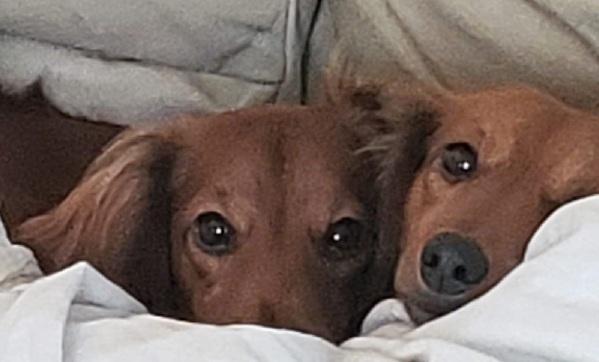 KOPPER--NEW ARRIVAL, ADOPTABLE, Young Female Dachshund (Long Haired).