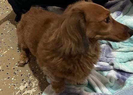 LUCY--NEW ARRIVAL, a ADOPTABLE Dachshund (Long Haired) in Georgetown, KY image 4/4