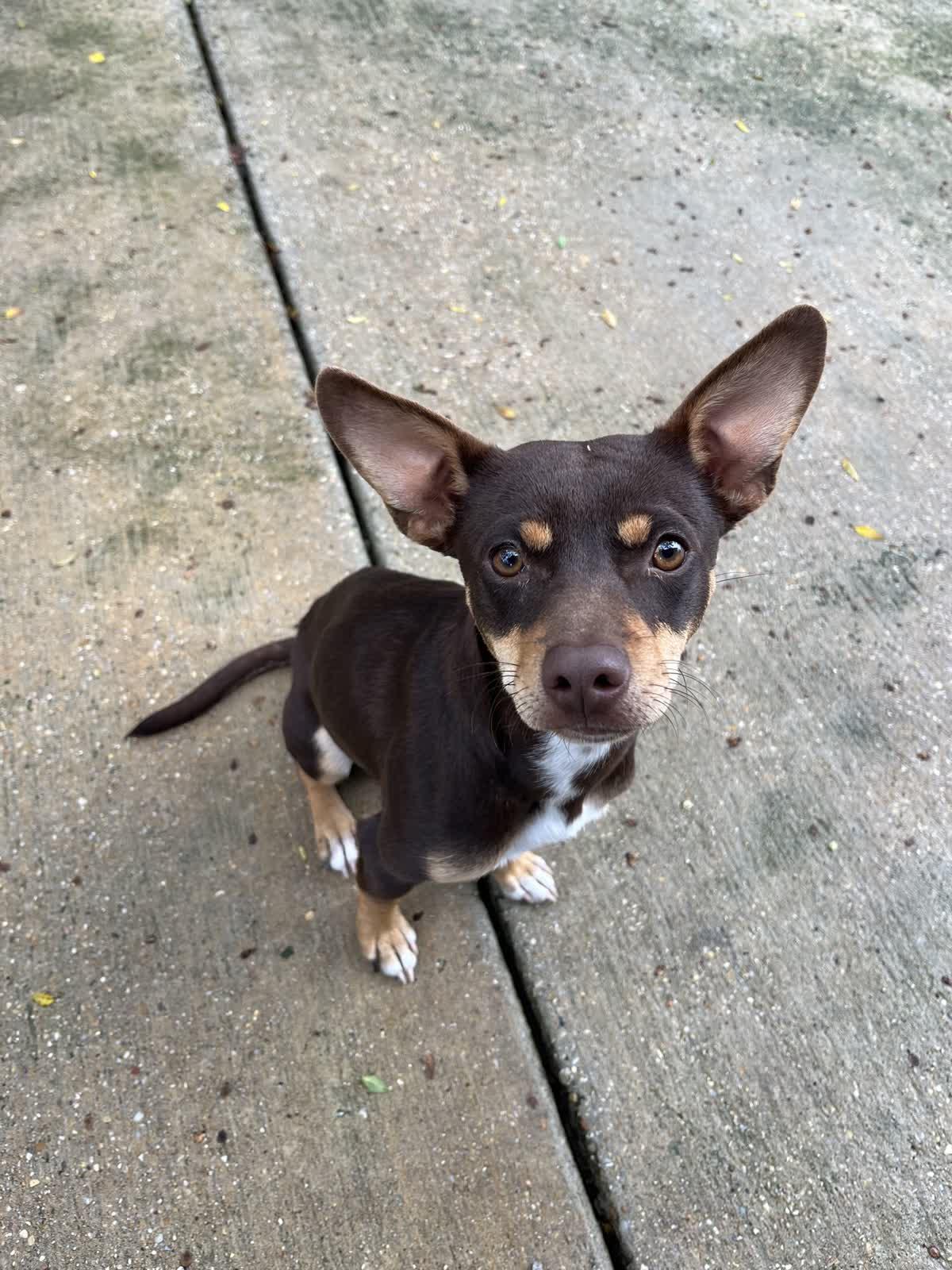 Rufus, ADOPTABLE, Young Male Mixed Breed.