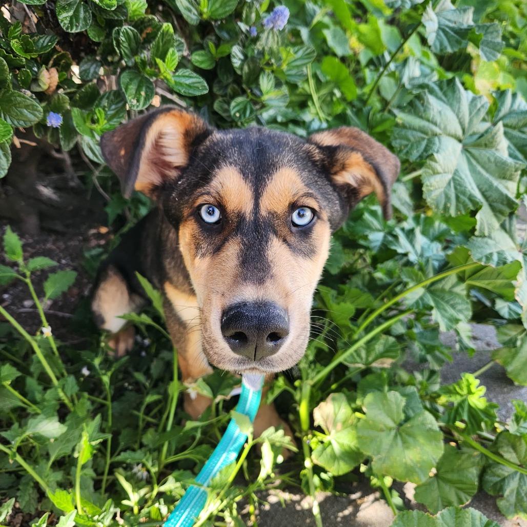 Scotch, a Adoptable mixed breed in Pacifica, CA image 1/4