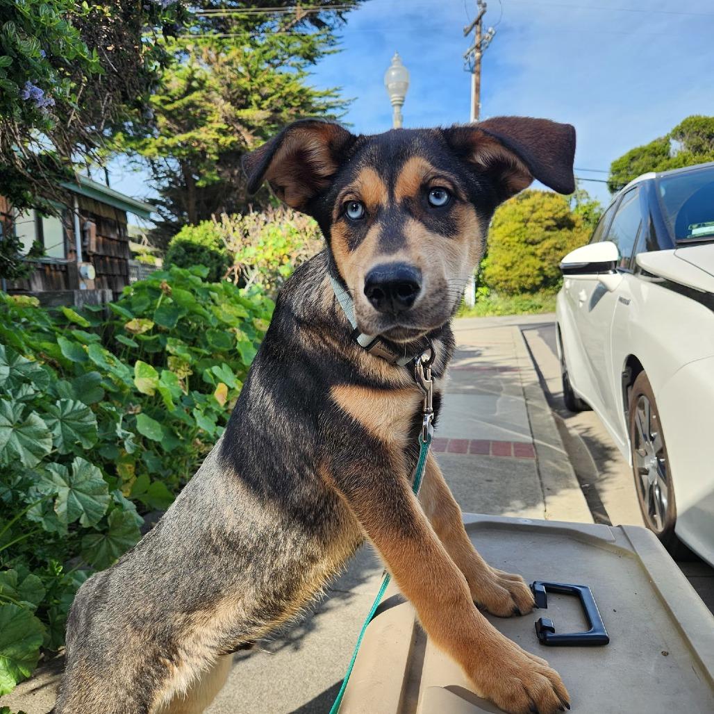 Scotch, a Adoptable mixed breed in Pacifica, CA image 2/4