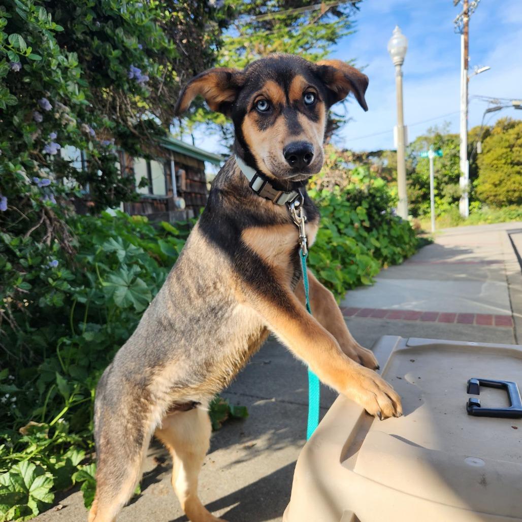 Scotch, a Adoptable mixed breed in Pacifica, CA image 3/4