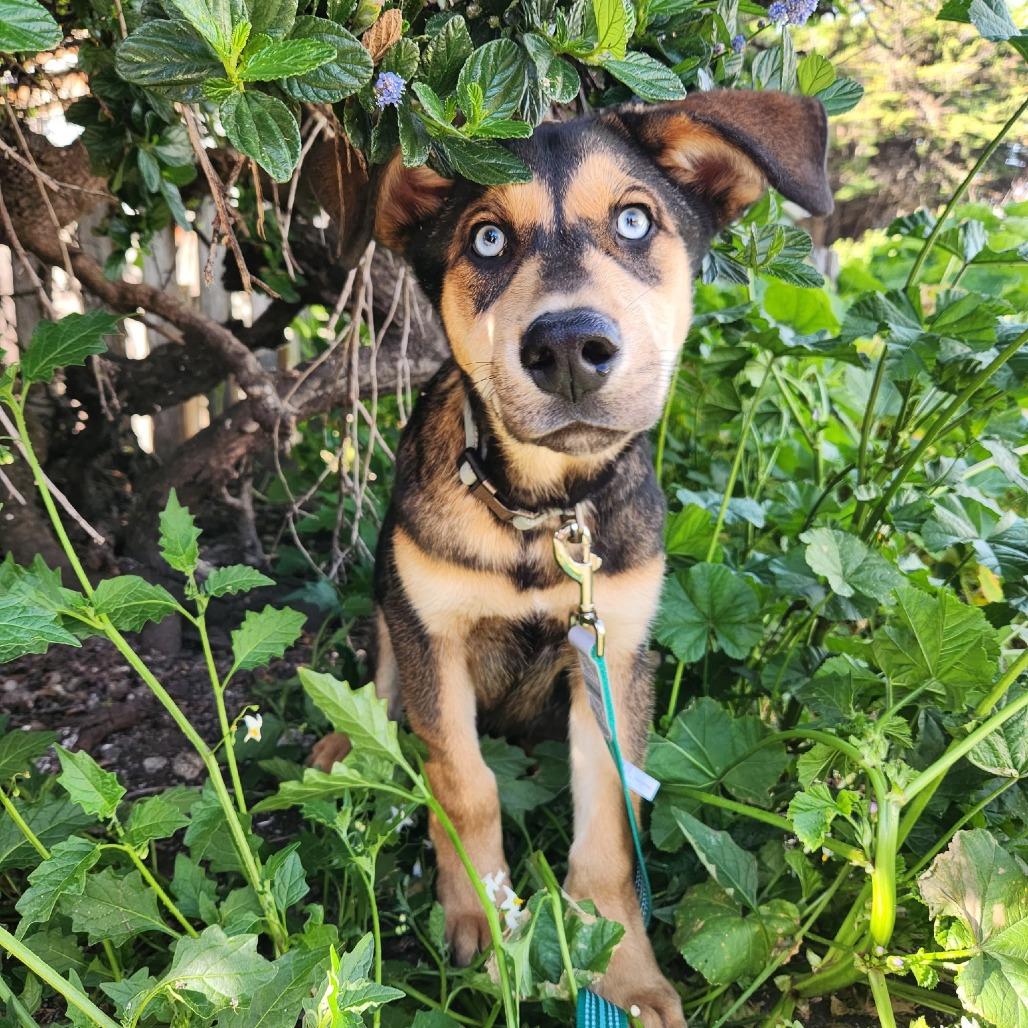 Scotch, a Adoptable mixed breed in Pacifica, CA image 4/4