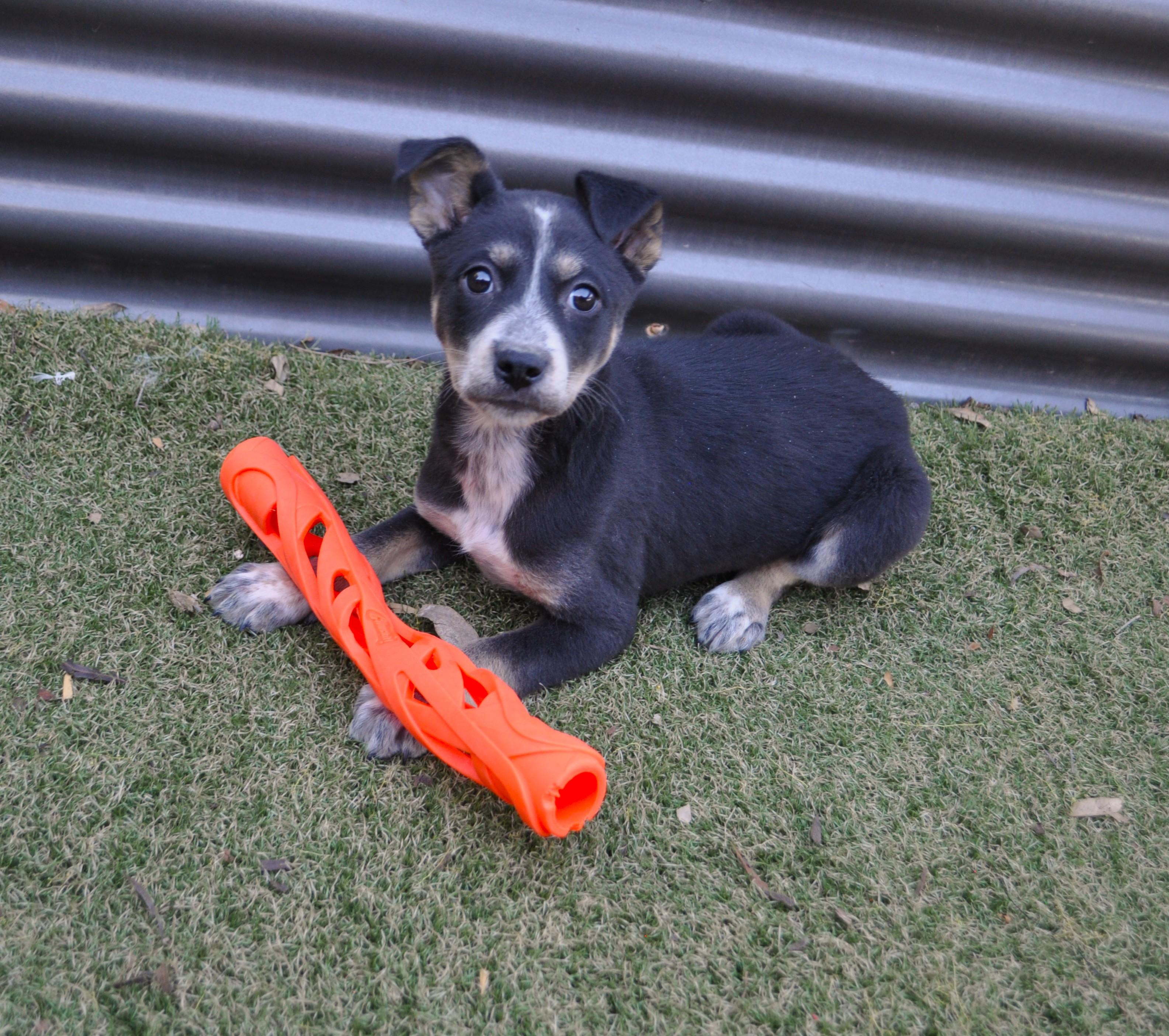 Quasar, ADOPTABLE, Puppy Female Australian Cattle Dog / Blue Heeler & Cattle Dog.
