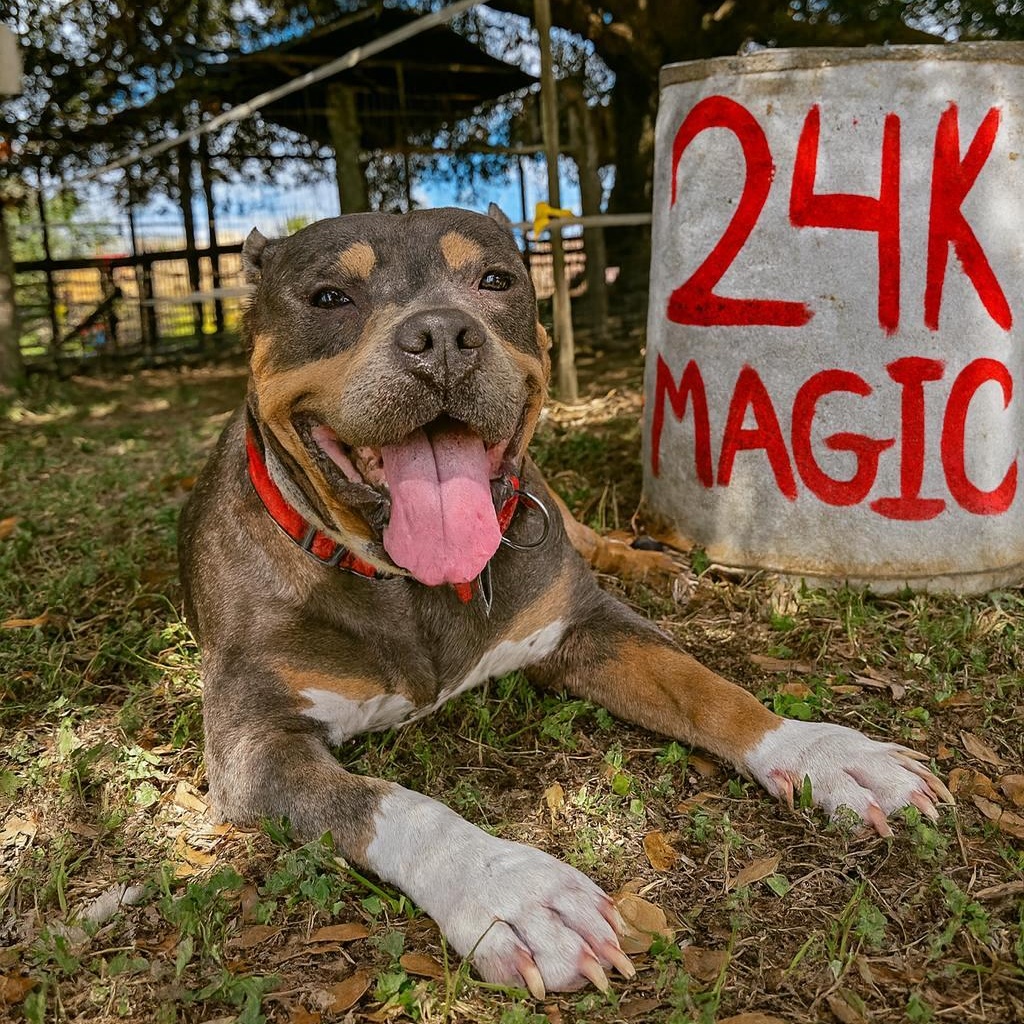 Meet Bruno Mars – Our “24K Magic” Senior Star
