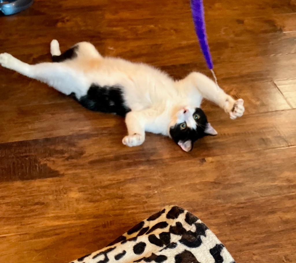 Mittens, Adoptable, Young Male Domestic Short Hair.