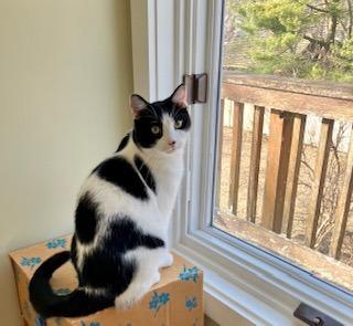 Enlarge Mittens, a Adoptable mixed breed in Shawnee, KS image 2/2