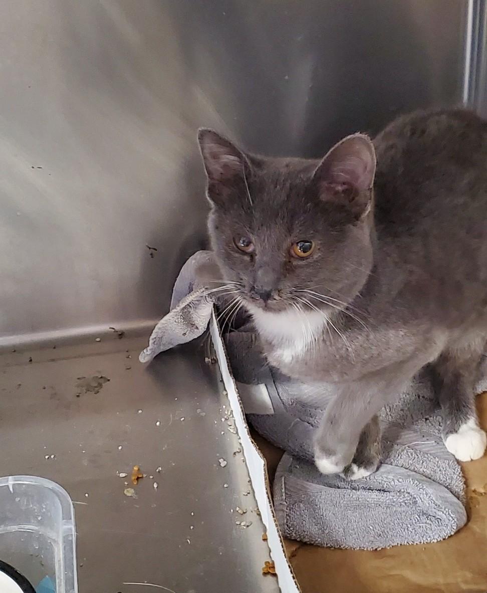 Enlarge Pingree, a Adoptable Domestic Short Hair in Brighton, MI image 6/6