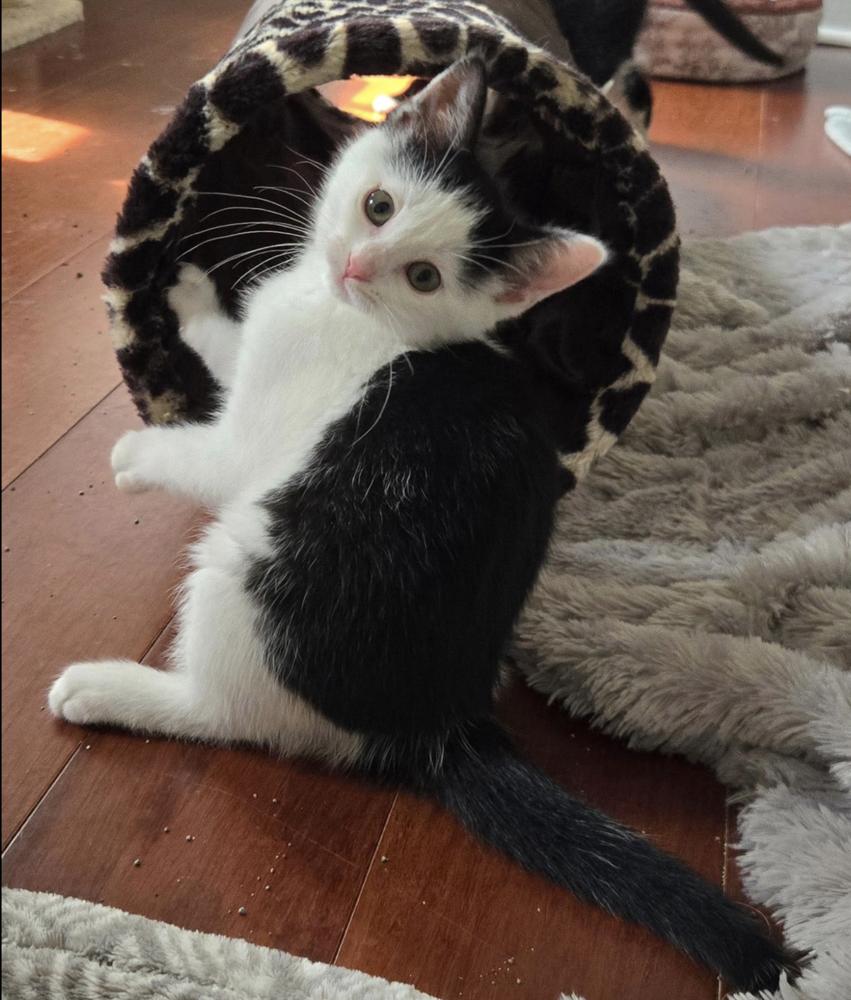 Teletubbies:  Tinky Winky, Adoptable, Kitten Female Domestic Short Hair.