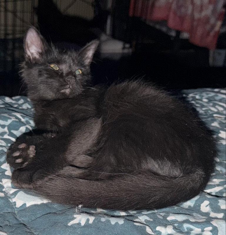 Enlarge Chocolate Chip, a Adoptable Domestic Medium Hair in Pineville, LA image 2/2