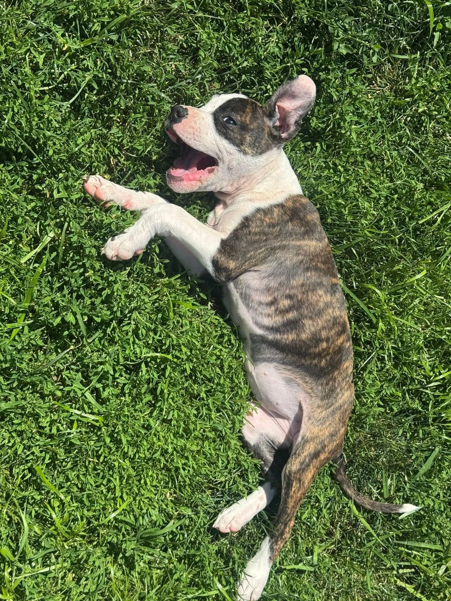 Petunia, Adoptable, Puppy Female Pit Bull Terrier.