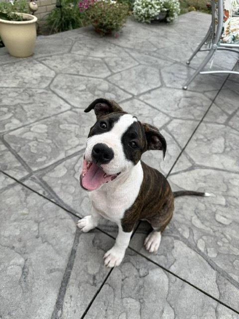 Enlarge Petunia, a Adoptable Pit Bull Terrier in Belleville, MI image 2/3