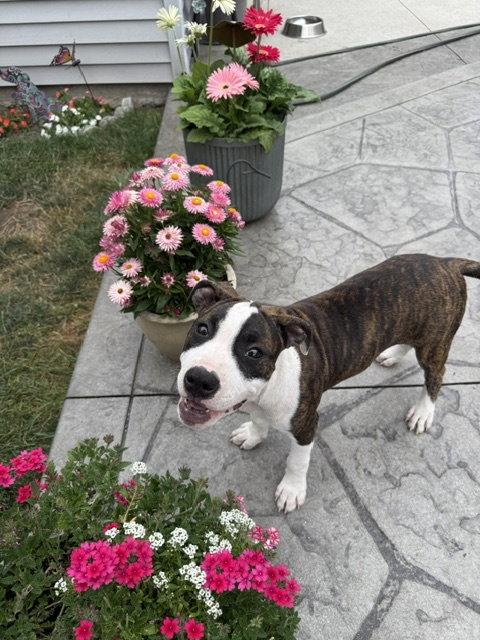 Enlarge Petunia, a Adoptable Pit Bull Terrier in Belleville, MI image 3/3
