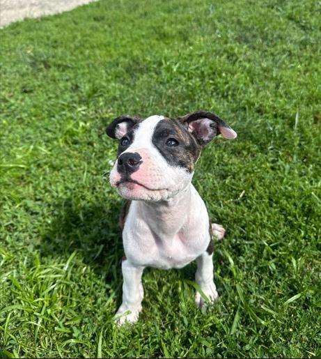 Petunia, a Adoptable Pit Bull Terrier in Belleville, MI image 2/2