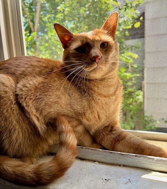 Houdini, a Adoptable Domestic Short Hair in Cleveland, OH image 2/3