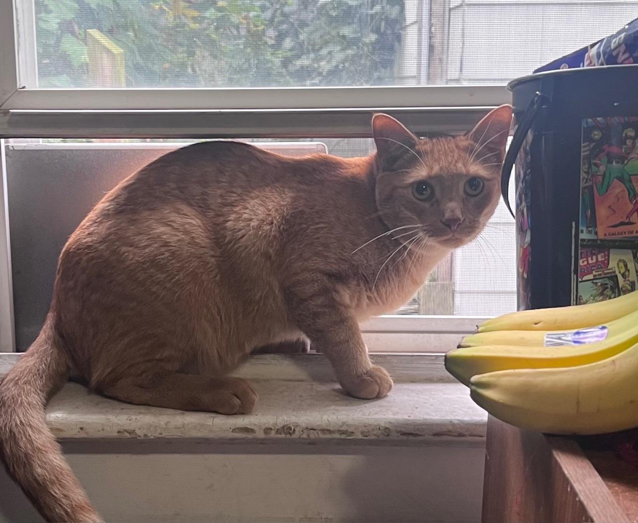 Enlarge Houdini, a Adoptable Domestic Short Hair in Cleveland, OH image 2/3