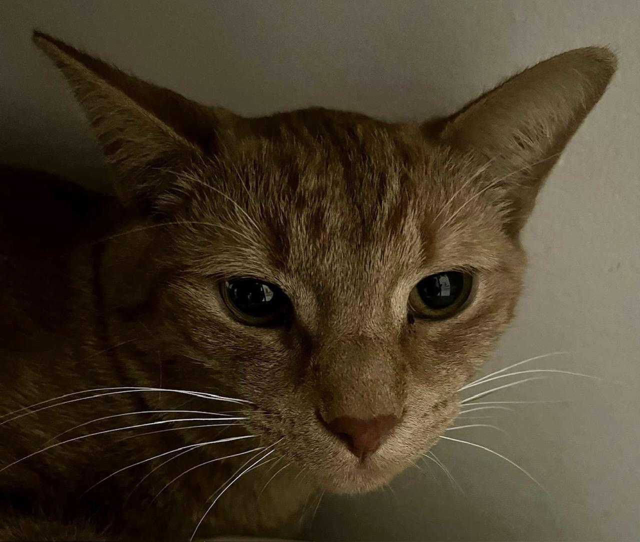 Enlarge Houdini, a Adoptable Domestic Short Hair in Cleveland, OH image 3/3