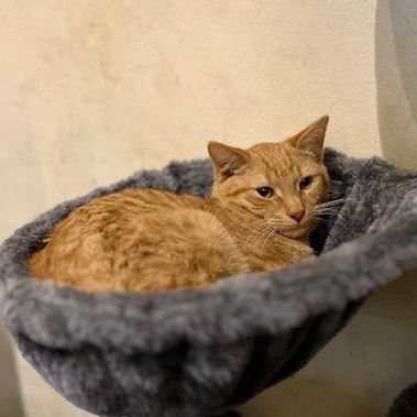 Enlarge Houdini, a Adoptable Domestic Short Hair in Cleveland, OH image 1/3