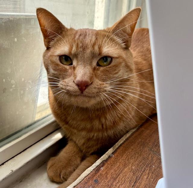 Houdini, Adoptable, Young Male Domestic Short Hair.