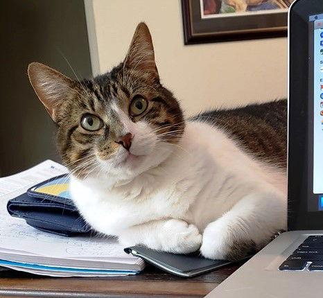 Fair the anti-cat cat, Adoptable, Adult Female Tabby & Domestic Short Hair.