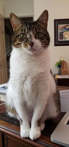 Enlarge Fair the anti-cat cat, a Adoptable mixed breed in Pensacola, FL image 2/3