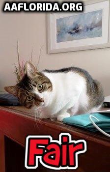 Enlarge Fair the anti-cat cat, a Adoptable mixed breed in Pensacola, FL image 3/3