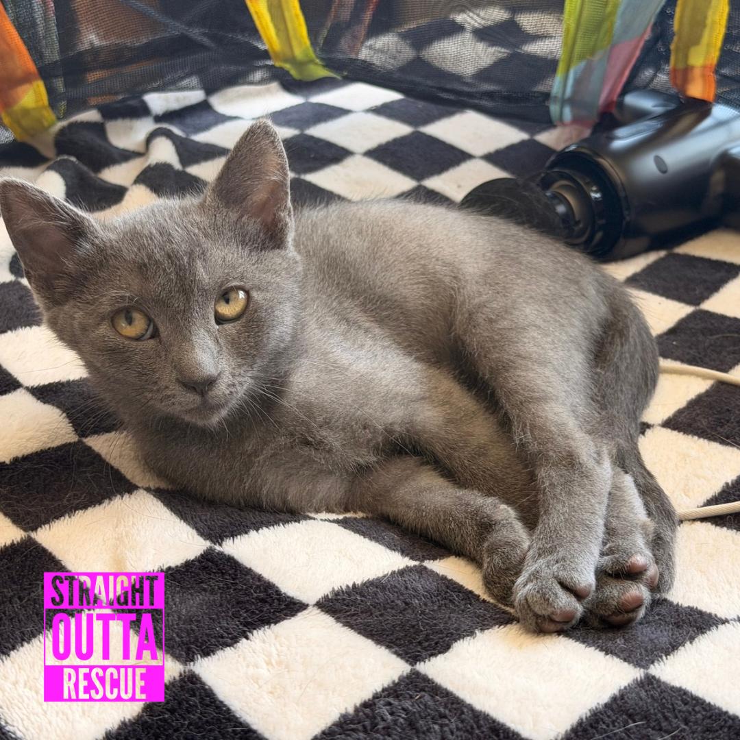 Enlarge Fig, a Adopted Domestic Short Hair in Vancouver, BC image 3/6