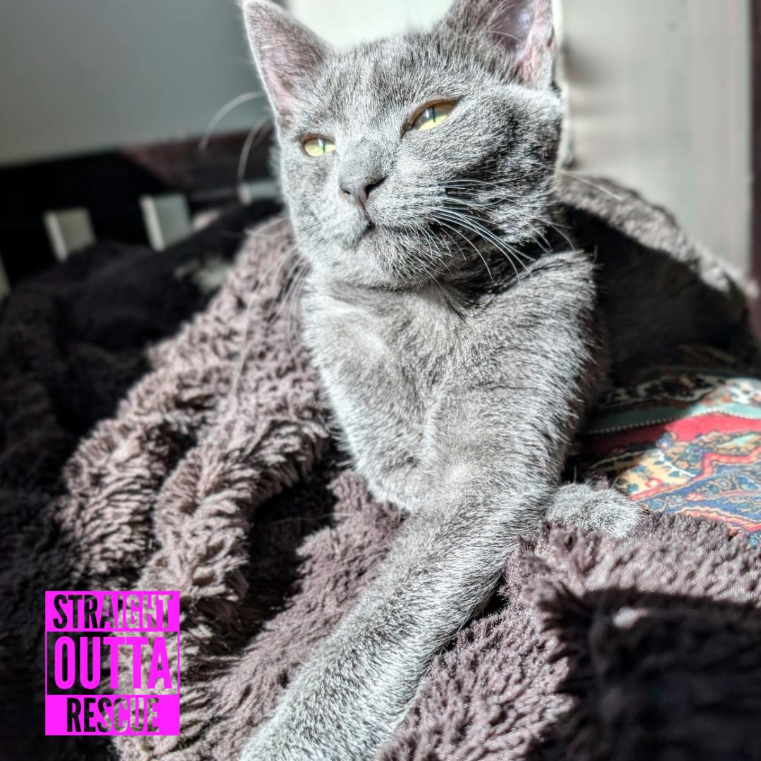 Enlarge Fig, a Adopted Domestic Short Hair in Vancouver, BC image 2/6