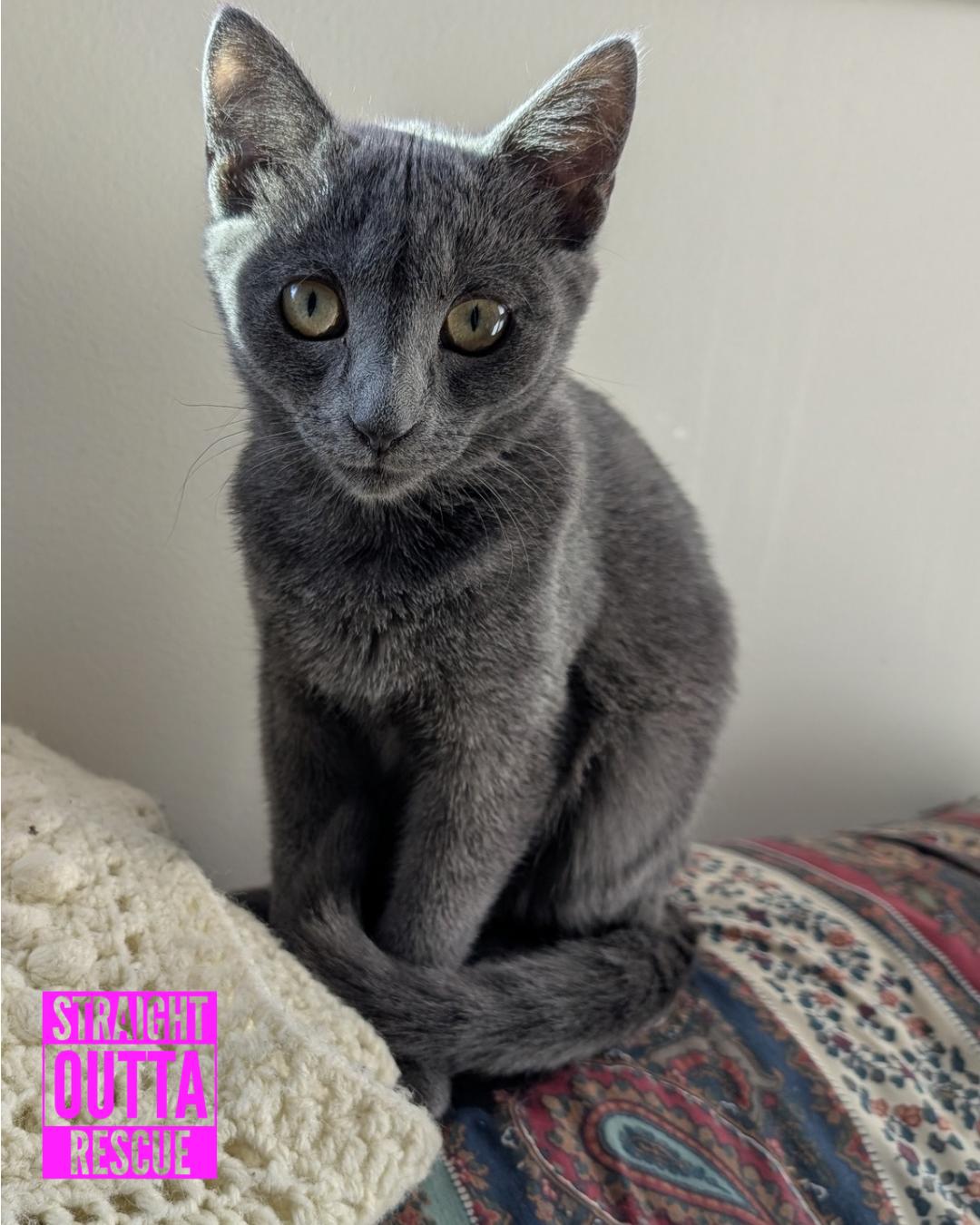 Fig, Adopted, Kitten Female Domestic Short Hair.