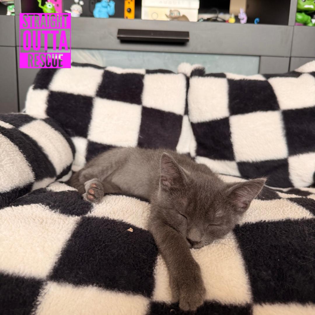 Enlarge Fig, a Adopted Domestic Short Hair in Vancouver, BC image 5/6