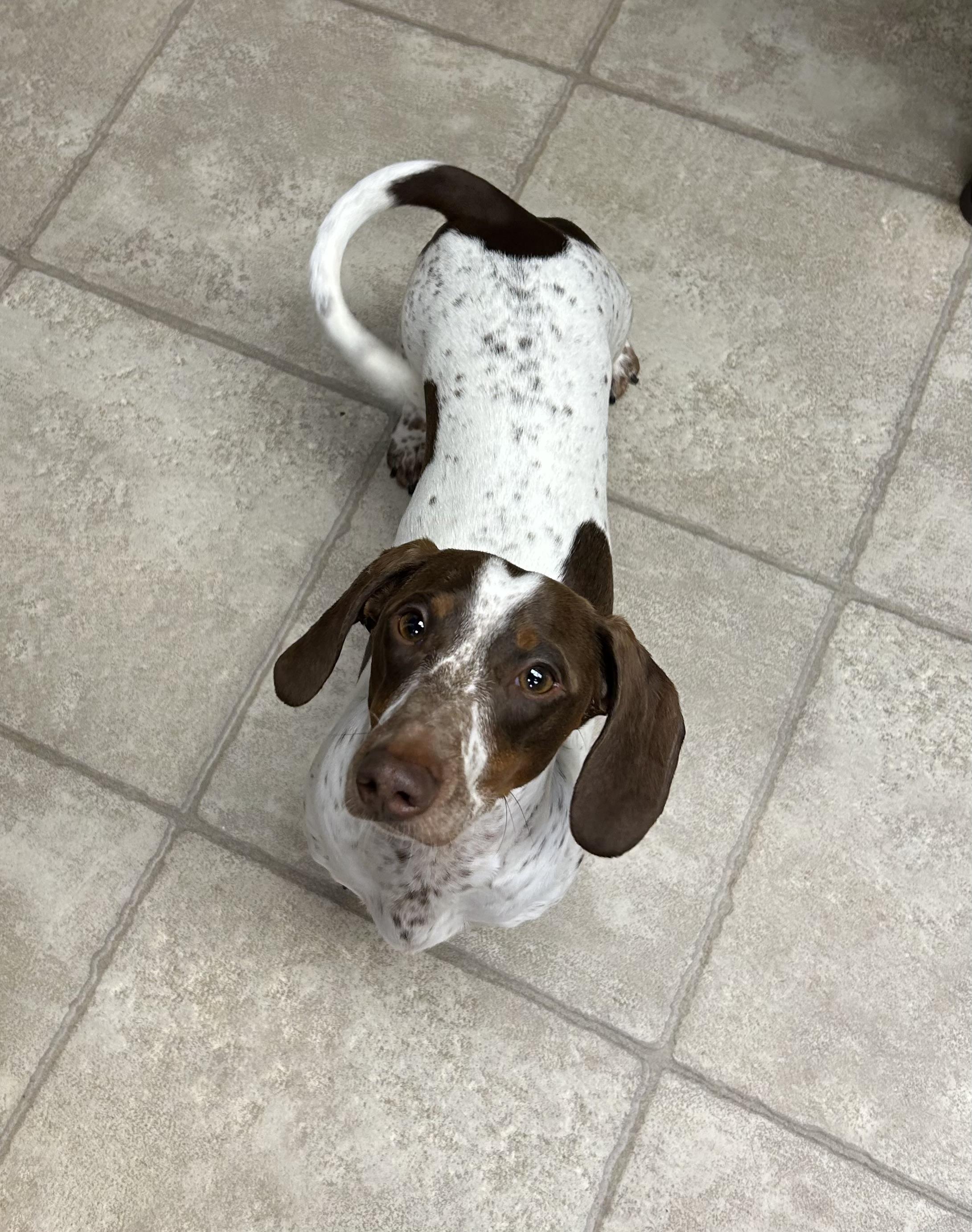 Frankie, ADOPTABLE, Young Male Miniature Dachshund.