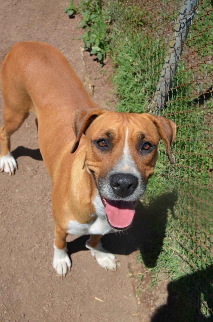 Nerea, a Adoptable Boxer in London, ON image 1/3