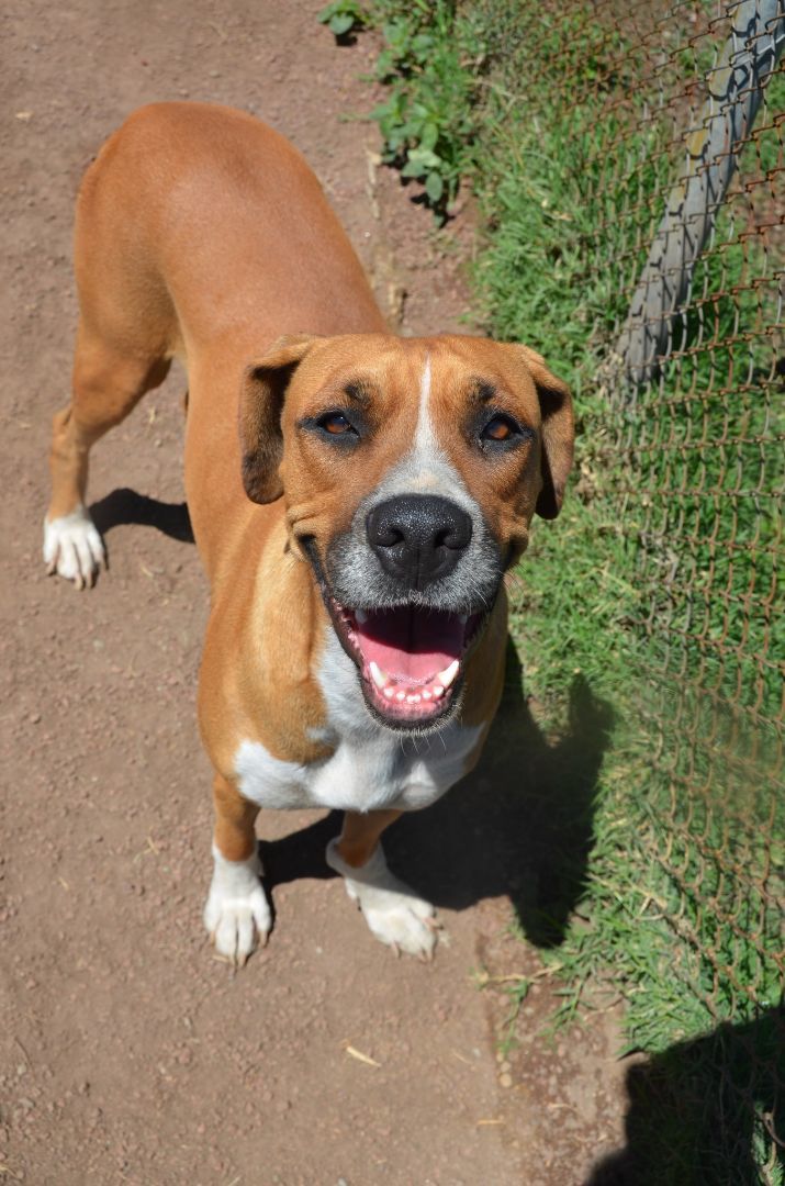 Nerea, a Adoptable Boxer in London, ON image 2/3