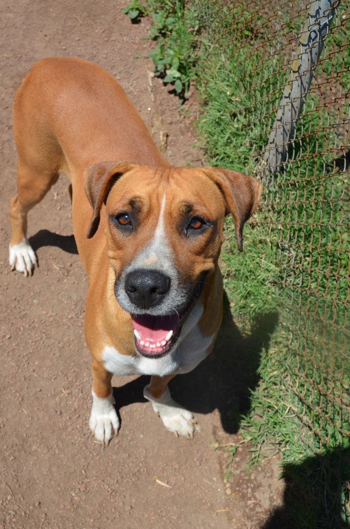 Nerea, a Adoptable Boxer in London, ON image 3/3