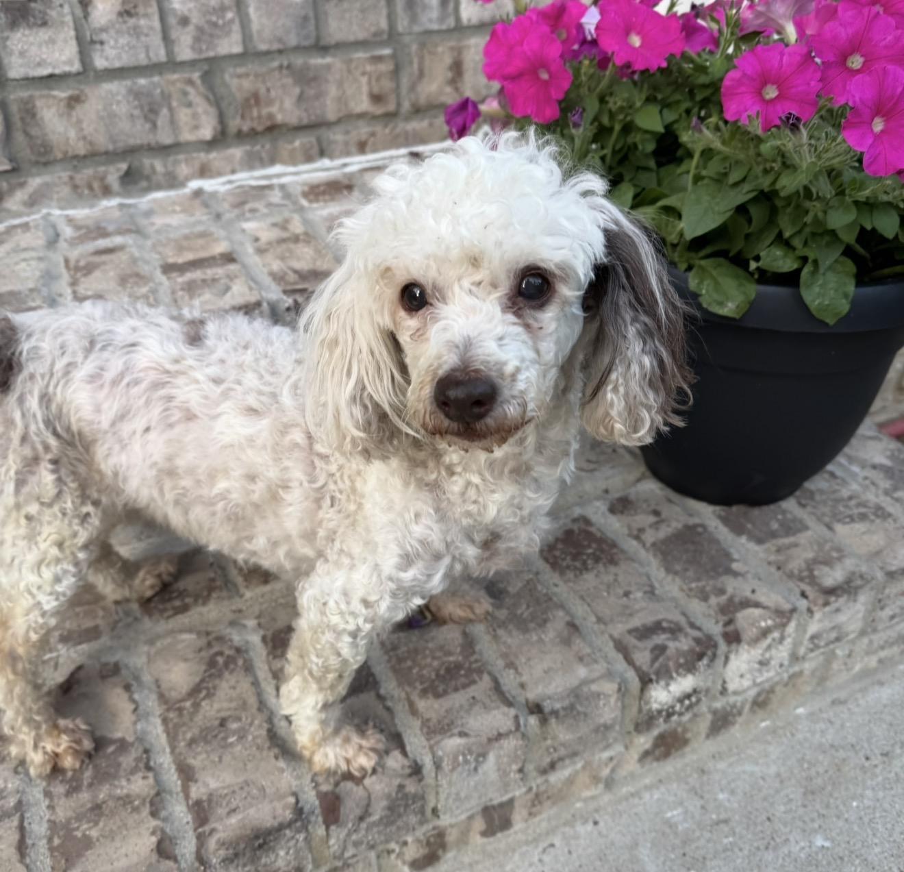 Pip- COMING SOON!!!, ADOPTABLE, Senior Female Miniature Poodle.
